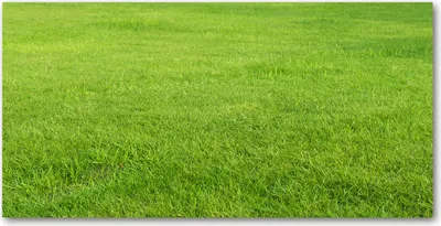 Produktbild von Tulup Glas-Bild -140x70- Wandkunst Dekorative Wand für Küche & Wohnzimmer - Landschaften - Grünes Gras - Grün