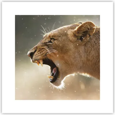 Produktbild von Poster - Poster ohne Rahmen - Löwe Löwin Reißzähne - 30x30 cm - Wand Bild - Wanddeko - Wandbilder - Kunstposter - Wandposter - Bilder - Kunstdruck - Wanddekoration - Wandbild - P2XAC30x30-4137