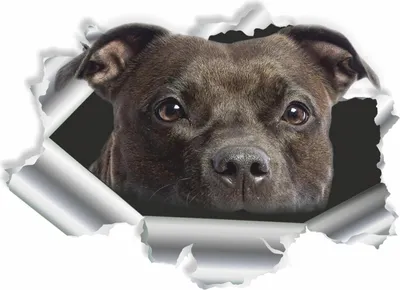 Produktbild von Hermann Schütz Aufkleber Einschussloch Pitbull