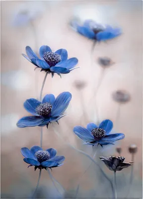 Produktbild von Leinwandbild Blumen Floral 70 x 50 cm - Wandbild Blau Weiß - Keilrahmen Natur Wohnzimmerdeko Wanddeko Wandgemälde