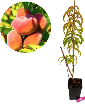 Obrázok produktu pre Prunus persica 'Donut' divoká broskyňa, obitá, 5 l kvetináč