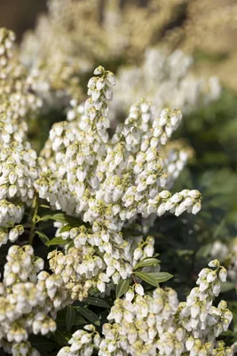 Produktbild von Pieris japonica 'White Pearl', Japanische Lavendelheide, weiß, 25–30 cm