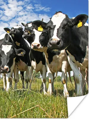 Produktbild von MuchoWow® Poster Kühe - Gras - Wiese - Tiere 90x120 cm - Wohnzimmer