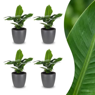 Image de Musa Oriental Dwarf - Banane naine - 4 plants - avec pot gris - 30cm - Ø12cm