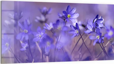 Produktbild von DEQORI Glasbild Echtglas 100x50 cm 'Blaue Traumblüten' Wandbild Bild modern Deko
