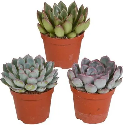 Produktbild von Steinrose Echeveria Mix 3 Pflanzen Ø8,5cm Sukkulenten Zimmerpflanzen