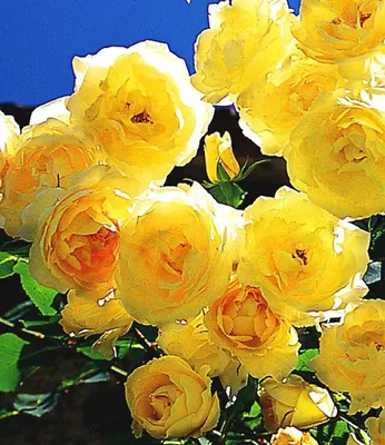 Produktbild von BALDUR Garten 1x Kletter-Rose 'Dune®', Pflanze wurzelnackt, winterhart & mehrjährig, pflegeleicht, große gefüllte Blüten, betörender Duft von Zitronenkraut & Rose