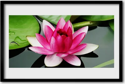 Produktbild von Bild 60x40 MDF-Rahmen Wandkunst Natur Blume Pflanze