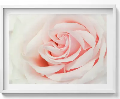 Produktbild von Nahaufnahme von Rosenblüten– Wandbild mit Rahmen – Gerahmtes Bild  – Wanddekoration – 80x60 cm –  Weiß Rahmen