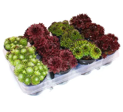 Produktbild von Hauswurz - Set aus 12 verschiedenen Sempervivum-Sorten