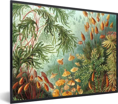 Produktbild von MuchoWow® Gerahmtes Poster Alte Meister - Kunst - Muscinae - Haeckel 80x60 cm - Poster mit Schwarzem Bilderrahmen Wandposter Rahmen Foto Bilder - Schwarzem - Mit Gestell