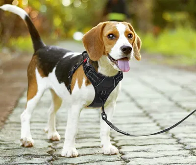 Produktbild von Reflektierendes Anti-Zug Hundegeschirr - Einfache Kontrolle - Schwarz M