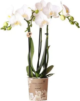 Obrázok produktu pre Phalaenopsis Amabilis – biela pavúčia orchidea, kvetináč Ø 9 cm, 2–3 stonky, elegantná dekorácia