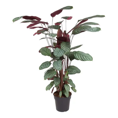 Produktbild von Trendyplants - Calathea Oppenheimiana - Zimmerpflanze - Höhe 120-140 cm - Topfgröße Ø27cm