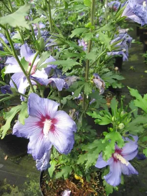 Produktbild von Garteneibisch Hawaii ® - Hibiscus syriacus - 60-80cm