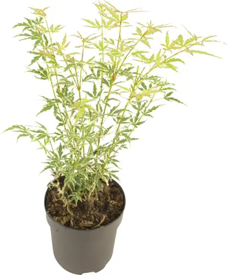 Produktbild von Japanischer Ahorn - Acer palmatum 'Butterfly' - Höhe 35-55cm - ⌀15cm