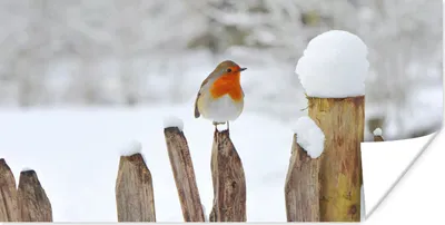 Produktbild von MuchoWow® Poster Vogel - Zaun - Schnee 40x20 cm - Poster für die Wand - Poster Schlafzimmer
