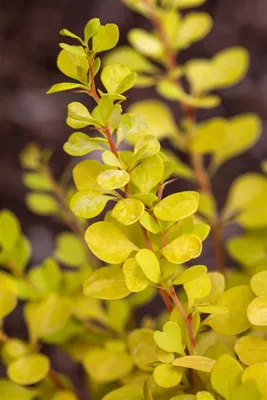 Zdjęcie produktu dla Berberys Thunberga "Yellow Tower", wysokość 20-25 cm, w doniczce