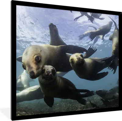 Produktbild von MuchoWow® Gerahmtes Poster Seelöwe - Wasser - Kamera 40x40 cm - Poster mit Schwarzem Bilderrahmen Wandposter Rahmen Foto Bilder - Mit Rahmen - Wanddekoration Schlafzimmer