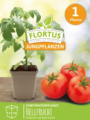 Produktbild von Stabtomatenpflanze Hellfrucht | Tomatenpflanzen von FLORTUS, Menge:1 Pflanze