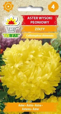 Zdjęcie produktu dla Aster wysoki peoniowy żółty NAsiona kwiatów - 450 Toraf