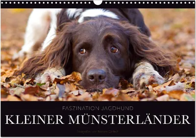 Produktbild von Faszination Jagdhund - Kleiner Münsterländer (Wandkalender 2025 DIN A3 quer), CALVENDO Monatskalender