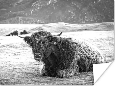 Produktbild von MuchoWow® Poster Schottischer Highlander - Berg - Tiere 160x120 cm - Foto Plakat