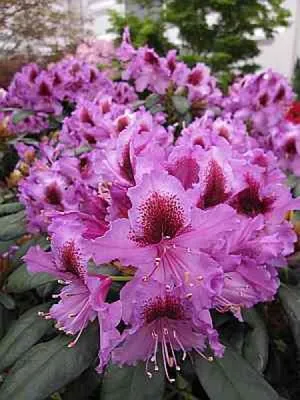 Produktbild von Rhododendron Hybride Orakel - Großblumige Alpenrose - 30-40cm