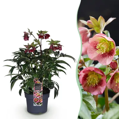 Produktbild von GreenboutiQ - Gartenpflanze - Lenzrose - Helleborus Dacaya - Rosa Blüte - Immergrün - Topf 19cm Höhe 50cm