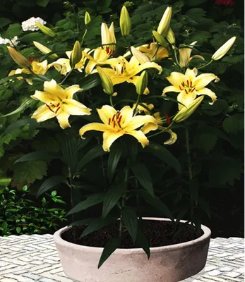Produktbild von Lilie Lilium Zwiebel Blumen Orientalische Zwerglilie Gold Fever 1 St.