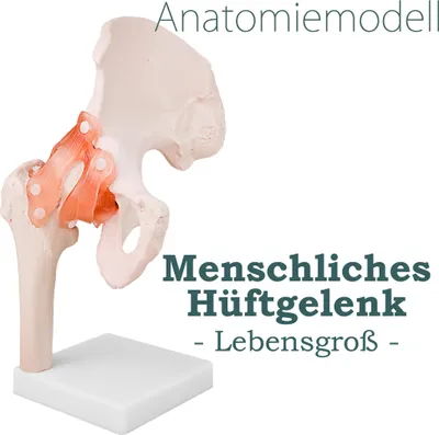 Produktbild von Anatomiemodell Anatomie Skelett Modell Lebensgroßes Hüfte Hüftgelenk Anatomisches Körper Modell der Menschlichen Knochenmodell Hüftmodell auf Ständer MedMod