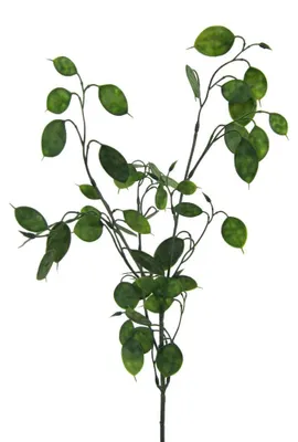 Produktbild von Kunstpflanze PFENNIGBLATTZWEIG Geldbaum ca 73cm.