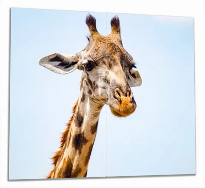 Produktbild von Wallario Herdabdeckplatte aus Glas, Größe 60 x 52 cm 2-teilig, Motiv Nahaufnahme einer Giraffe