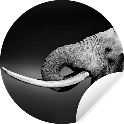 Produktbild von MuchoWow® Runde Wandtattoo - Wandsticker Tapete Aufkleber Elefant - Wasser - Tiere - Schwarz - Weiß Ø 30 cm Selbstklebend und Repositionierbar - Wandaufkleber - Kreis - Wandbild - Fototapete - Selbstklebend - Dekoration - Wandschmuck - Schlafzimmer