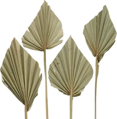 Produktbild von Palmspeer Trockenblumen für Floristik und Dekoration, 4 Stück