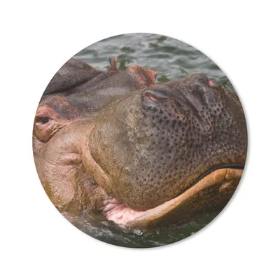 Produktbild von MuchoWow® Mauspad Mousepad Nilpferd - Wasser 20x20 cm - Mousepads - Maus Mat - Pad - Mausunterlage - Schreibtischmatte