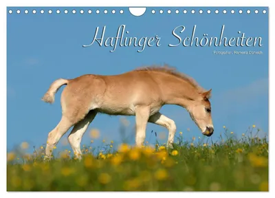 Produktbild von Haflinger Schönheiten (Wandkalender 2027 DIN A4 quer), CALVENDO Monatskalender