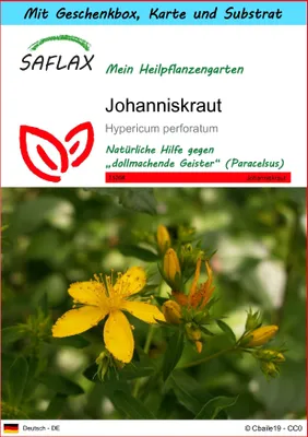 Produktbild von SAFLAX - Geschenk Set - Heilpflanzen - Johanniskraut - 300 Samen - Mit Geschenk- / Versandbox, Versandaufkleber, Geschenkkarte und Anzuchtsubstrat - Hypericum perforatum