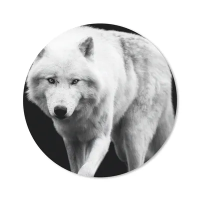 Produktbild von MuchoWow® Mauspad Mousepad Wolf - Tier - Schwarz - Weiß 40x40 cm - Mousepads - Maus Mat - Pad - Mausunterlage - Schreibtisch Accessoires