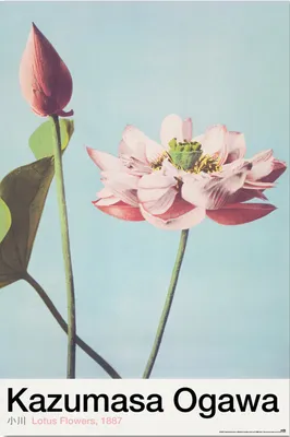 Productafbeelding van Kazumasa Ogawa - Lotusbloem - Poster, print - Formaat 61x91,5 cm