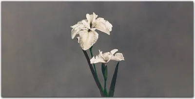 Produktbild von Coloray Küchenrückwand 140x70 Spritzschutz aus Glas - Blumen Pflanzen