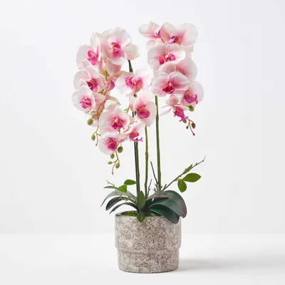 Produktbild von HOMESCAPES Künstliche pink-weiße Phalaenopsis-Orchidee im hellgrauen Zement-Topf, 64 cm