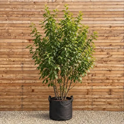 Produktbild von Gewöhnliche Traubenkirsche 250-300 cm - Prunus padus mehrstämmig