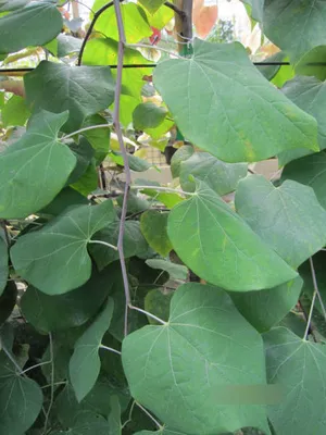 Produktbild von Cercis canadensis Lavender Twist - Kanadischer Judasbaum - 150-175cm
