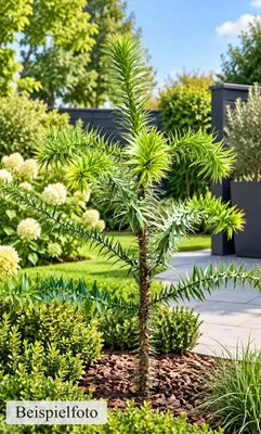 Produktbild von Chilenische Schmucktanne Andentanne Araucaria - Araucana 40-50 cm