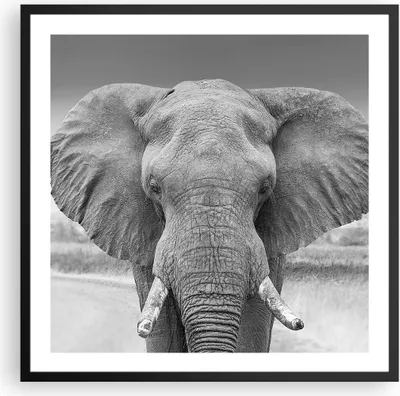 Produktbild von Gerahmtes Poster - Schwarzer Rahmen - Elefant Afrika Tier - 60x60 cm - Wand Bild - Wanddeko - Wandbilder - Kunstposter - Wandposter - Bilderrahmen - Bilder - Kunstdruck - P2BAC60x60-5072