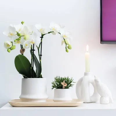 Image de Bougeoir « Oiseau » blanc en polystone Ø12cm - bougeoir décoratif, décoration