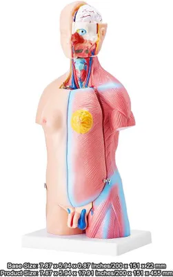 Produktbild von Anatomischer Torso, 455 mm, 23-teilige Modell des menschlichen Körpers mit entfernbaren Organen, Lernhilfe für Unisex für die Wissenschaftserziehung und -präsentation