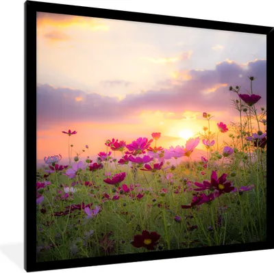 Produktbild von MuchoWow® Gerahmtes Poster Blumen - Rosa - Sonnenuntergang - Natur - Wiese - Horizont 40x40 cm - Poster mit Schwarzem Bilderrahmen Wandposter Rahmen Foto Bilder - Mit Rahmen - Wanddekoration Schlafzimmer
