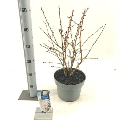 Immagine prodotto di Prunus nipponica 'Brillant' - Ciliegio delle Curili Ruby | 50-60 cm in vaso